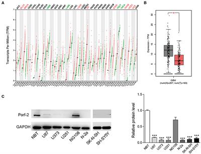 Porf-2 Inhibits Tumor Cell Migration Through the MMP-2/9 Signaling Pathway in Neuroblastoma and Glioma